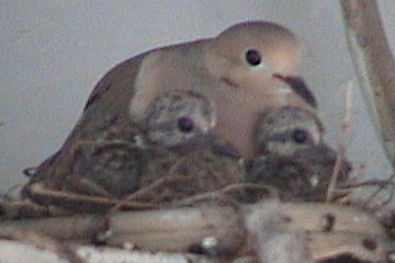 Mama Bird and Chicks